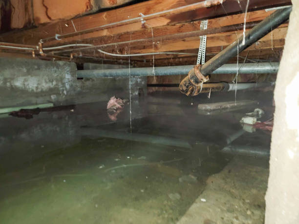 Best Sewage cleanup and water damage restoration  in Live Oak, FL